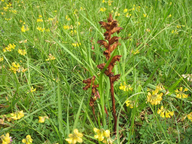 Orobanche cruenta=gracilis   Orobanche sanglante, grèle